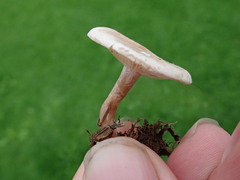 Clitocybe dealbata