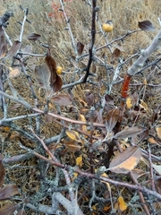 Pyrus elaeagrifolia