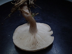 Clitocybe dealbata