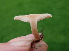Clitocybe dealbata