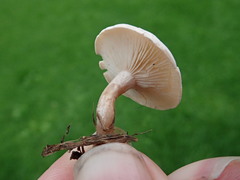Clitocybe dealbata