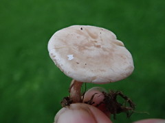 Clitocybe dealbata