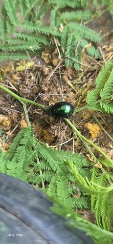 Haldeman's Green Potato Beetle (Leptinotarsa haldemani)