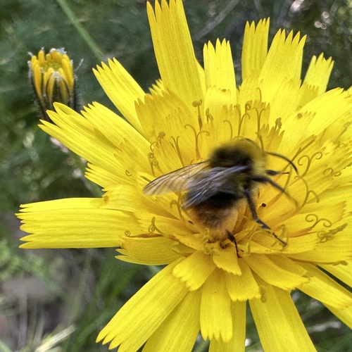 Rani bumbar (Bombus pratorum)