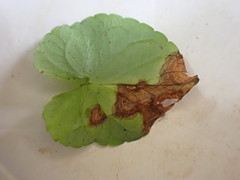 Mancha-de-mirotécio (Myrothecium roridum)