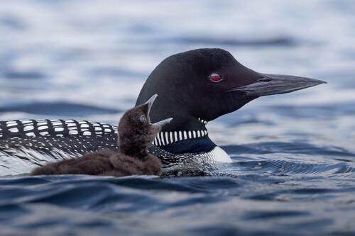 Common Loon, photo 8 of 8