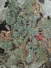 Seseli gummiferum