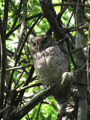 Megascops guatemalae