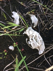 Thryonomys swinderianus