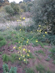 Lapsana communis intermedia