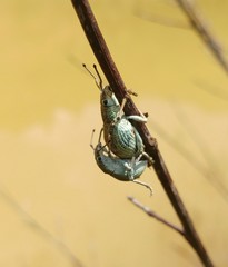 Episomus