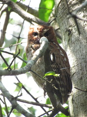 Megascops guatemalae