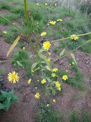 Lapsana communis intermedia
