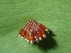 Epidaus