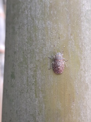 Colpocarena complanata