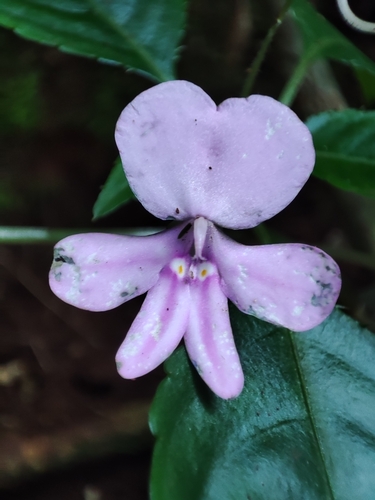 Impatiens pseudoviola, photograph 4