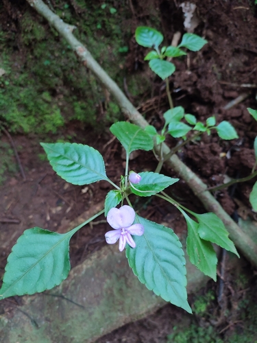 Impatiens pseudoviola, photograph 5