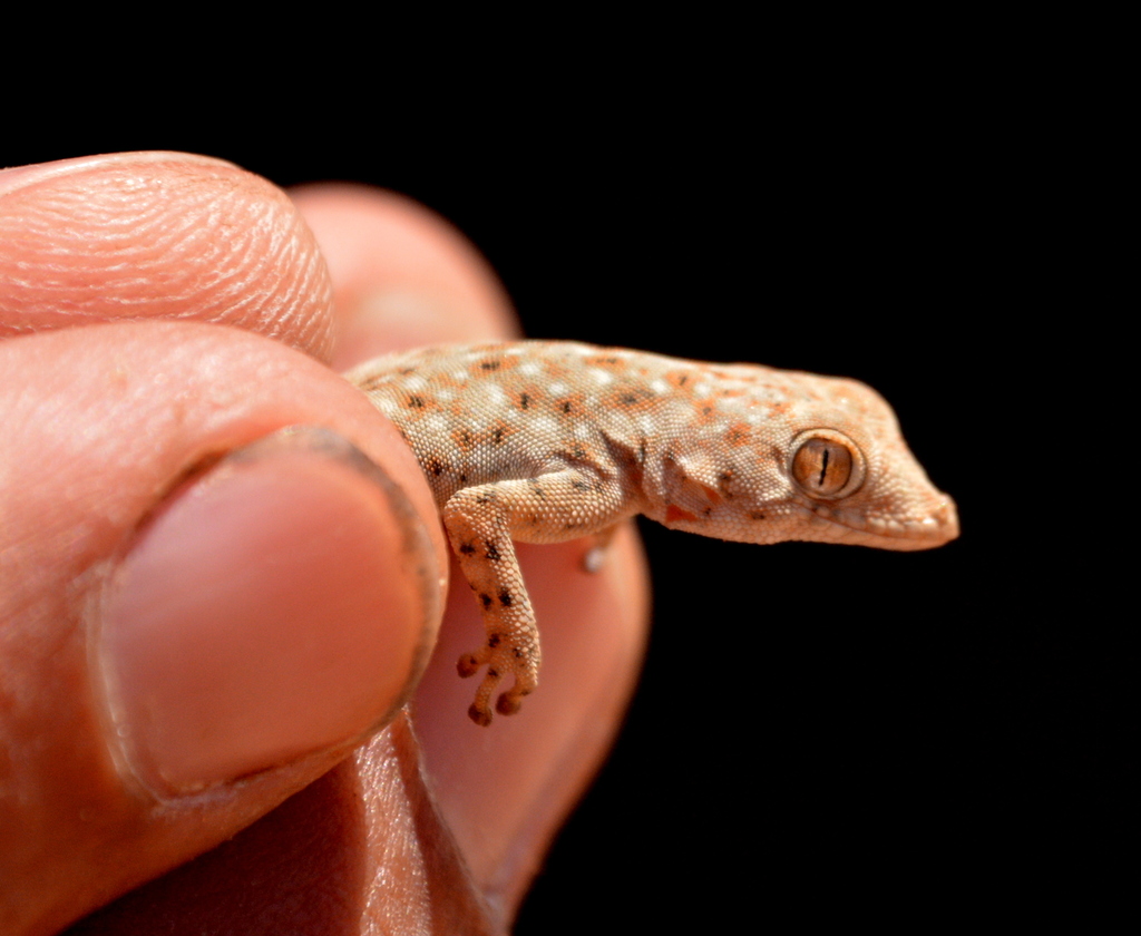 Kaokoveld Namib Day Gecko