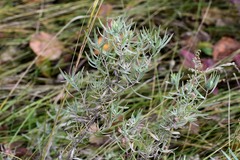 Artemisia dracunculus glauca