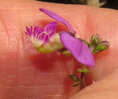 Polygala sphenoptera
