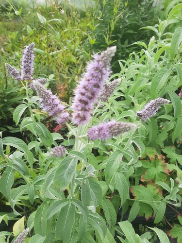 mints (genus)