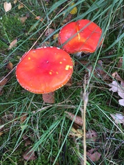 Amanita muscaria