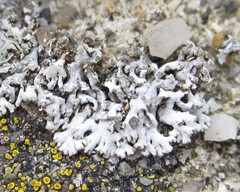 Physcia dubia