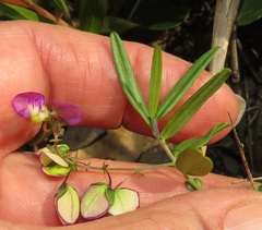 Polygala sphenoptera