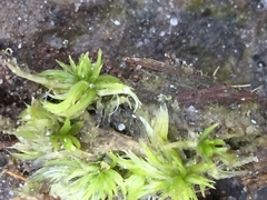 Sphagnum denticulatum