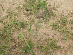 Leptochloa panicoides