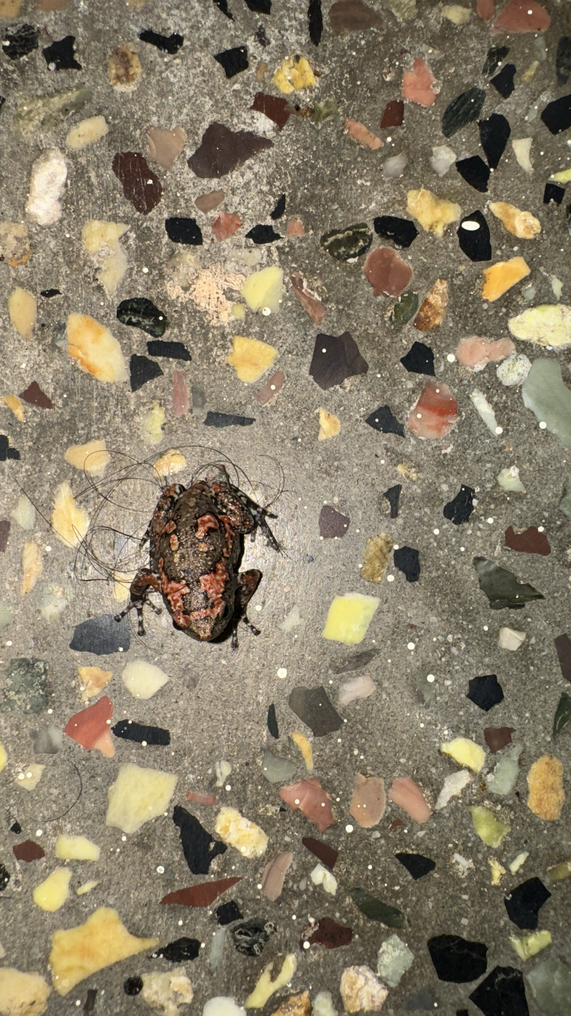 Painted Balloon Frog