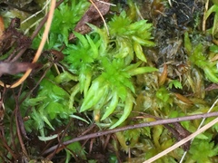 Sphagnum denticulatum