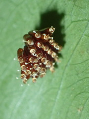 Epidaus