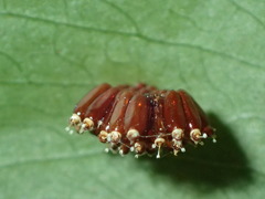Epidaus