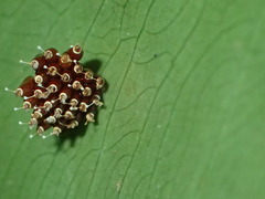 Epidaus