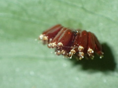 Epidaus