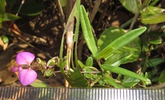 Polygala sphenoptera