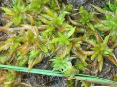 Sphagnum denticulatum