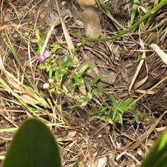 Polygala sphenoptera