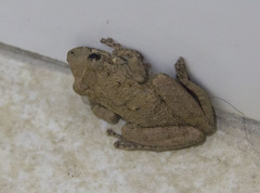 Scinax acuminatus