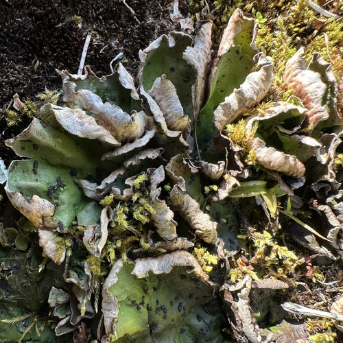 štítnatec jablkovitý (Peltigera leucophlebia)