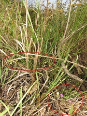 Polygala sphenoptera