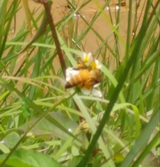 Apis dorsata