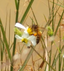 Apis dorsata