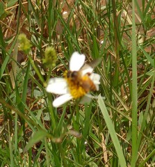 Apis dorsata