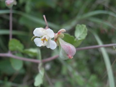 Serjania spinosa
