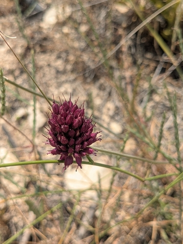 Allium sphaerocephalon