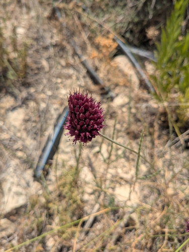 Allium sphaerocephalon