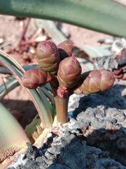 Image of Welwitschia mirabilis