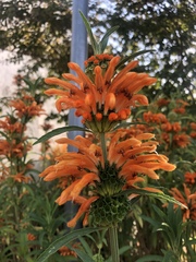 Leonotis leonurus